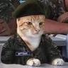 recluta gatito
