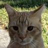 coolascats