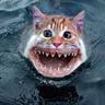 CAT_SHARK