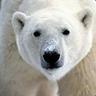 Urso Polar du Sertao