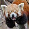 Red Fucking Panda