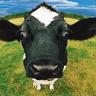 i am cow