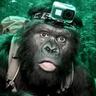 Bigfoot
