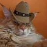meowdy