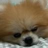 Down Syndrome Sleepy Dog