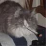 Stubbe