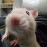 Vieux_rat