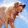 Wet Dog