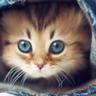 Ra1ph's Kitten