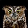 HootieWho