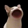 Nohu