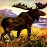 MooseontheLoose
