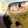 Cobra