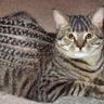 Cornrow Cat