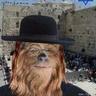 Jewbacca
