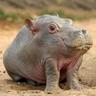 Hippopotato