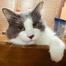 zachcatlover23