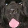 big dogger