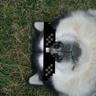 Đerex