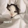 meow