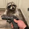 trash panda