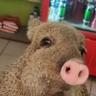 Señor Pumba