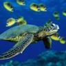 SeaTurtle