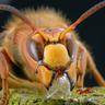 Hornet