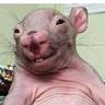 CLEAN RAT