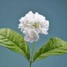 Molly-Flower