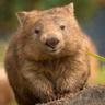 Wombat