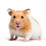 HamsterMajster