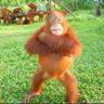Pongo