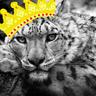 John Helldiver Jr.