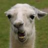Lolly the lost Llama