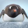 PengyThePenguin