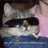 CAT IRL