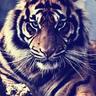 Nielegalna ツ