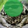 RojFrogs