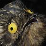 birdes