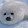 seal ***********