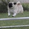 Hop