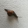 Snail