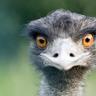 OstrichLord