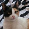 George the cat