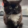 альфа понос