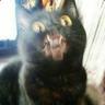 hellcat