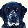 Labrador