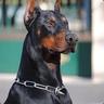 DobermannGER