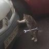 repair cat
